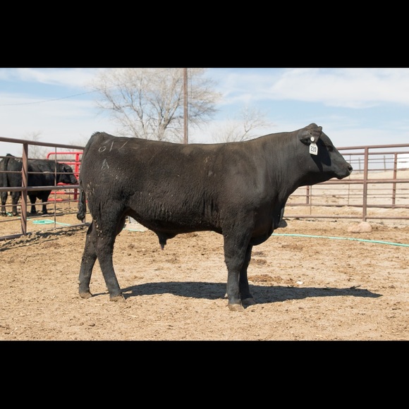 Meet your Posher, Dan - Picture 1 of 1